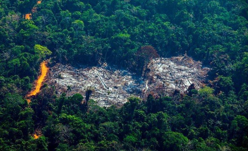 Isparta’da Ağaç Katliamı mı Olacak? Açıklama Geldi..