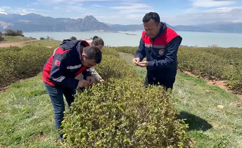 Eğirdir’de Gül Üreticilerine Don Darbesi