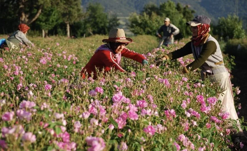 Isparta’da Gül Sektöründe Çocuk İşçiliğine Yasak Geldi