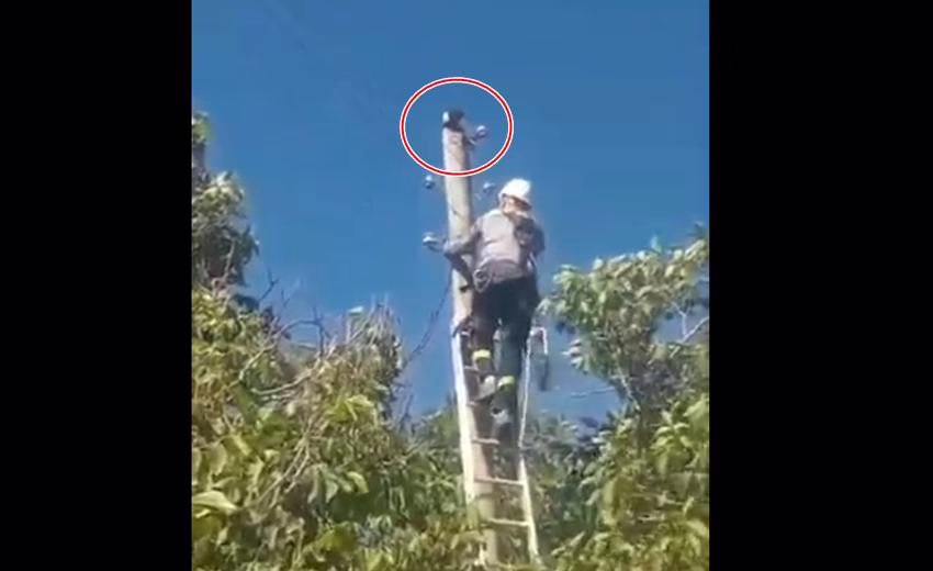 Elektrik Direğinde 2 Gün Mahsur Kalan Kedi Kurtarıldı