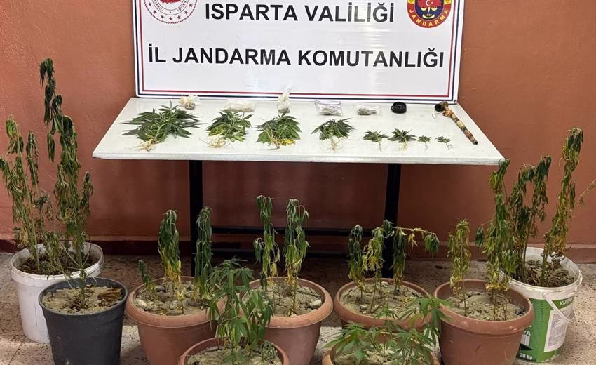 Isparta’nın Gönen İlçesinde 65 Kök Kenevir Ele Geçirildi