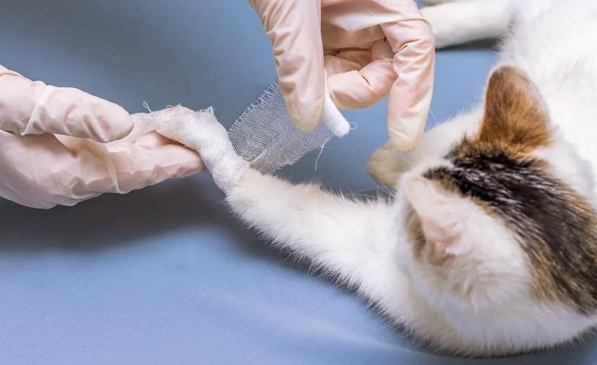 “Kedilerin Patileri ve Kuyrukları Kesildi” İddiasına Resmi Yanıt: Asılsız, Tek Bir İhbar Yok